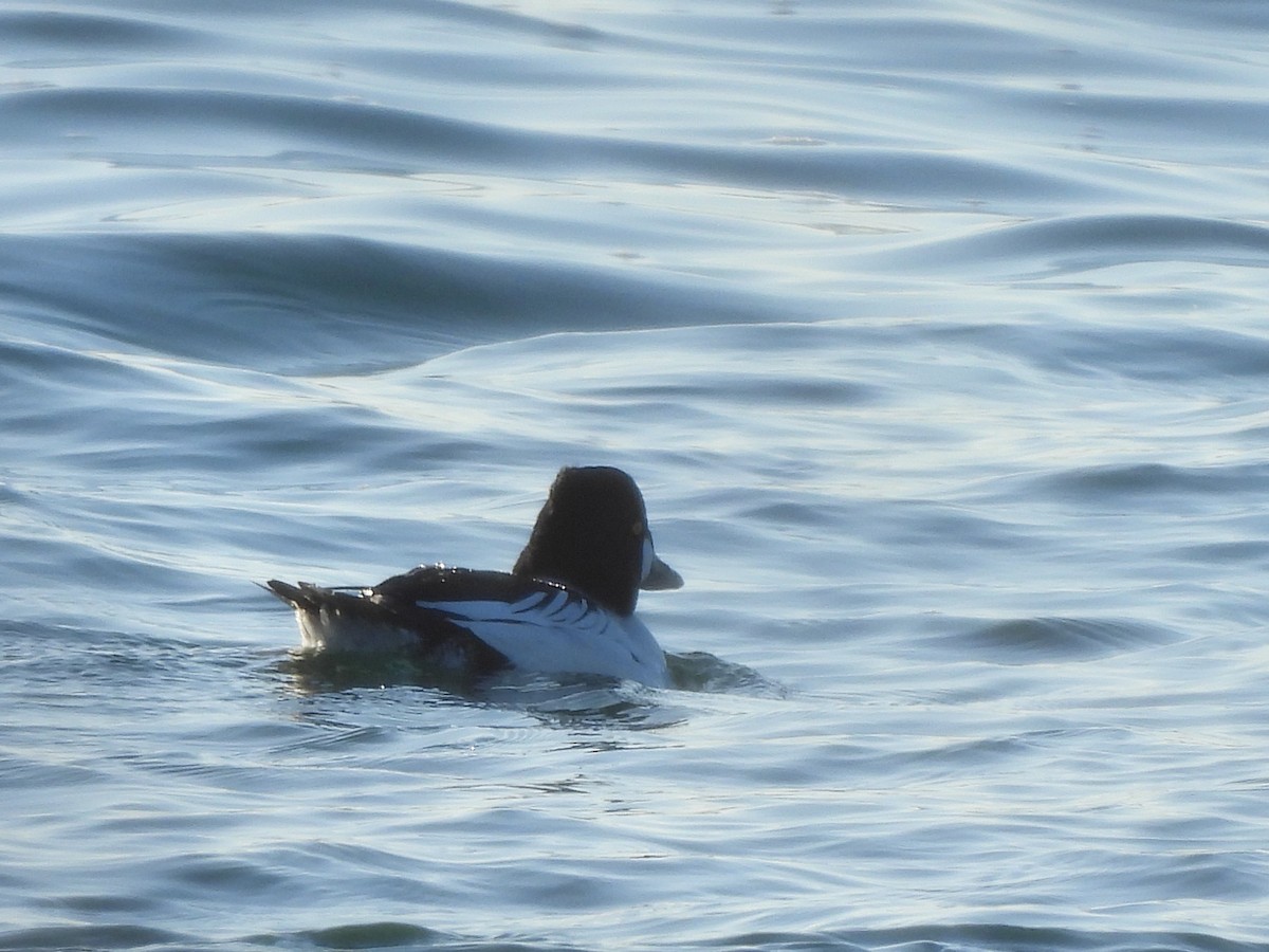 Common Goldeneye - Francois Lampron