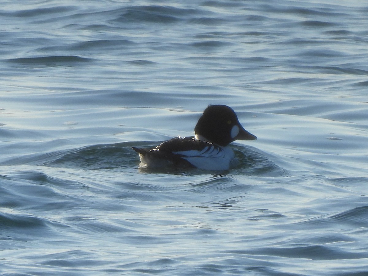 Common Goldeneye - Francois Lampron