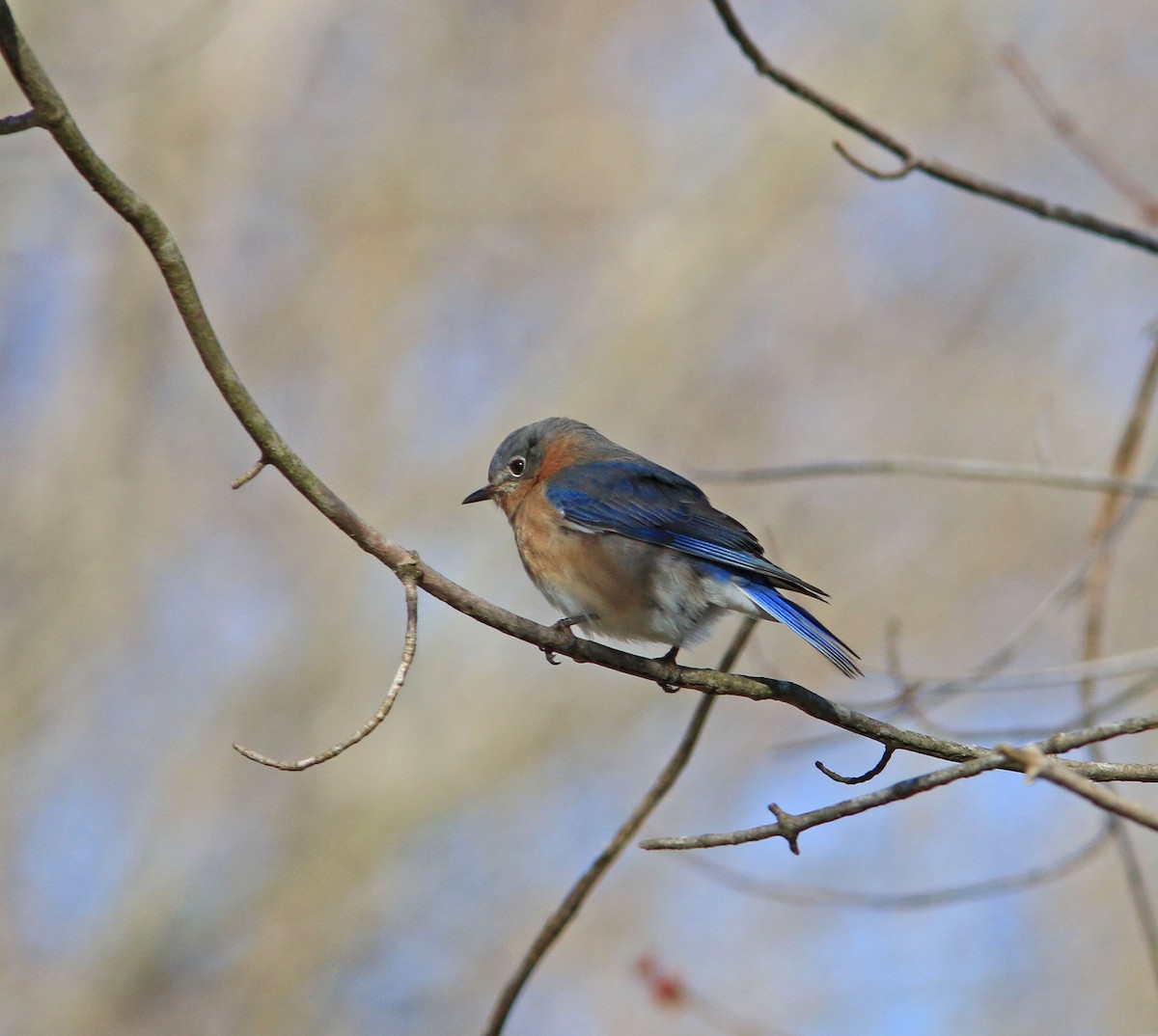 Eastern Bluebird - Beth Poole