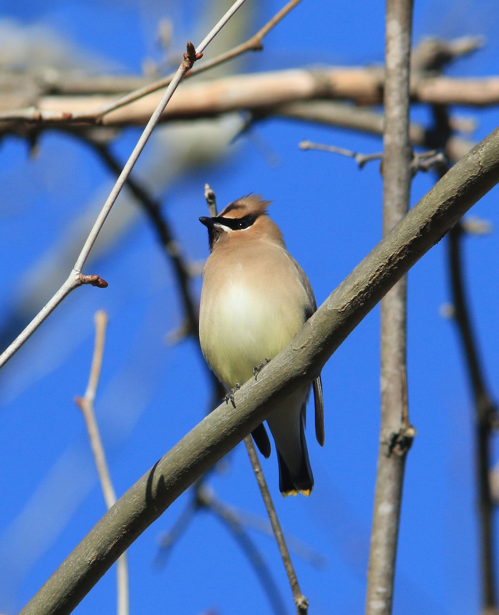 Cedar Waxwing - ML616320088