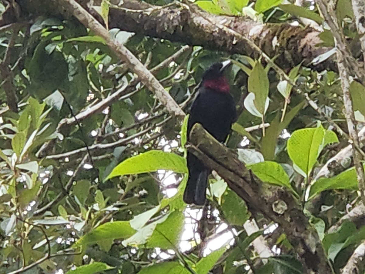 Purple-throated Fruitcrow - ML616320109