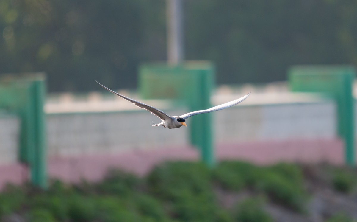 River Tern - ML616320121