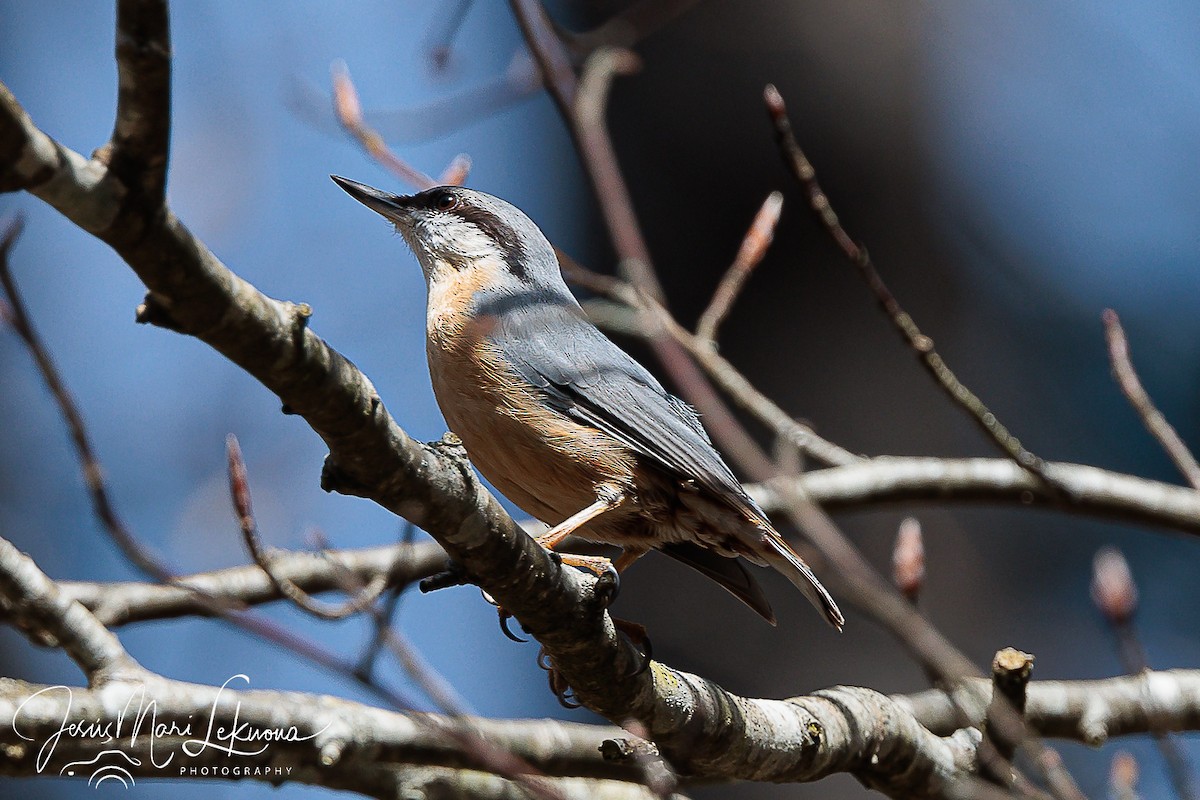 Eurasian Nuthatch - ML616320236