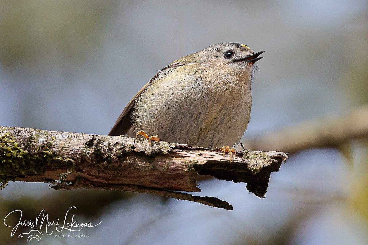 Goldcrest - ML616320248