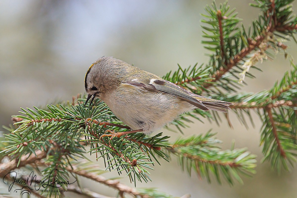 戴菊鳥 - ML616320249