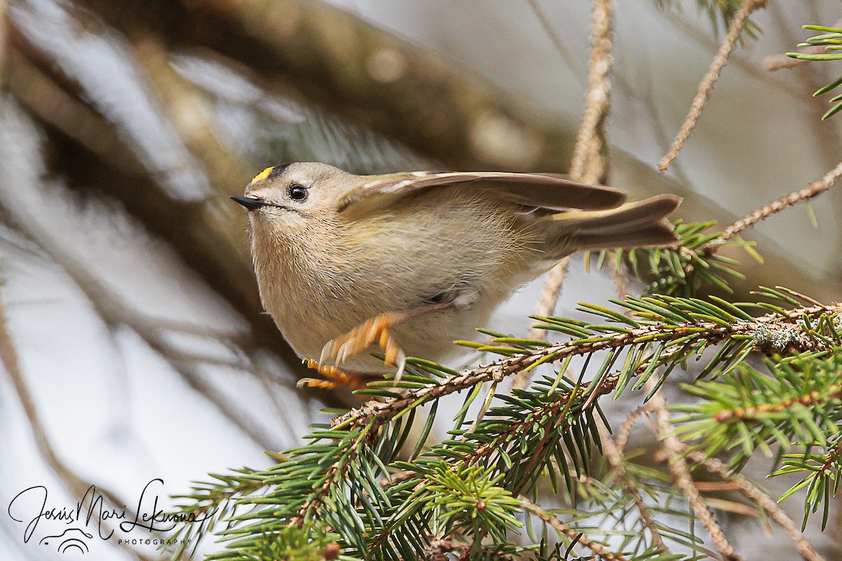 Goldcrest - ML616320250