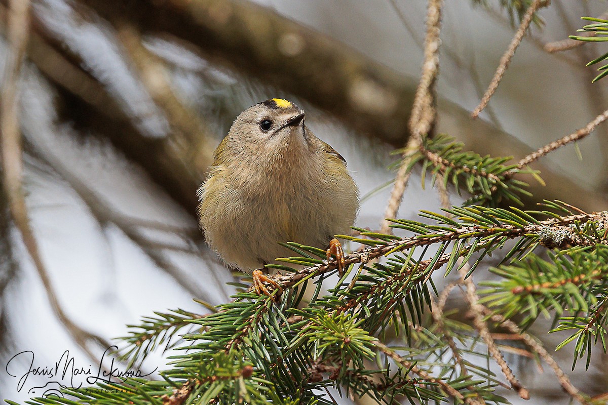 戴菊鳥 - ML616320251