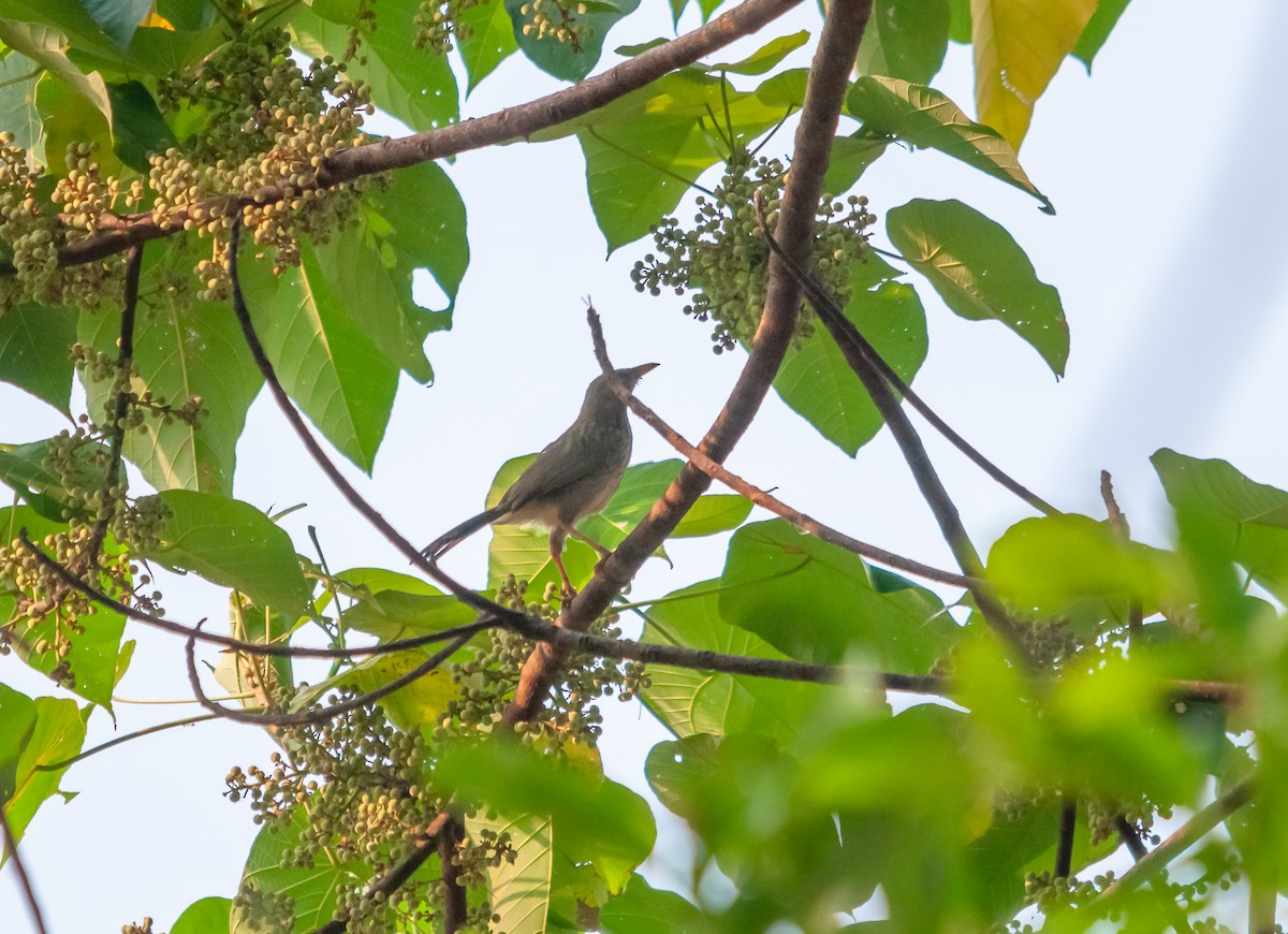 Jungle Babbler - ML616320258