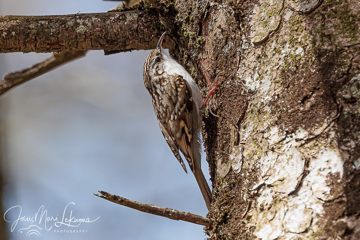 Eurasian Treecreeper - ML616320261