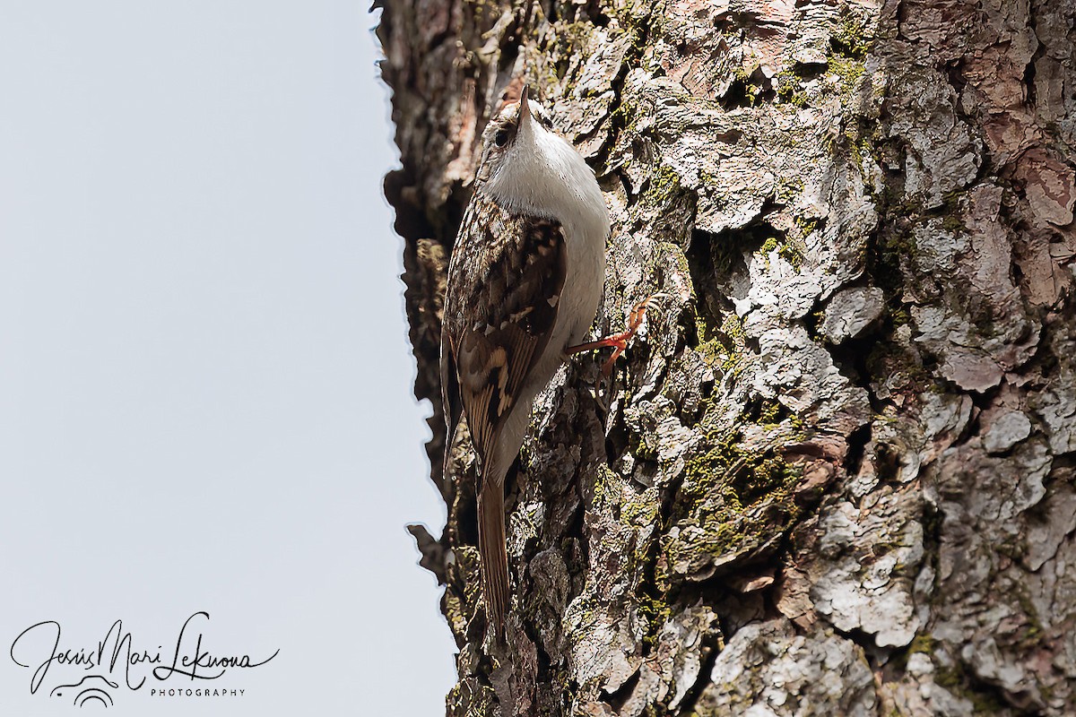 Eurasian Treecreeper - ML616320262