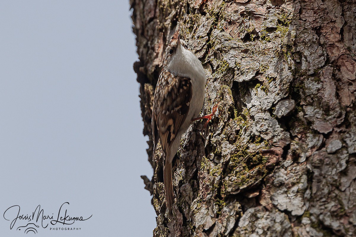 Eurasian Treecreeper - Jesús Mari Lekuona Sánchez