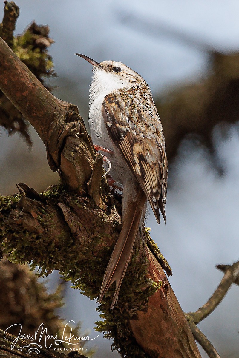 Eurasian Treecreeper - ML616320264