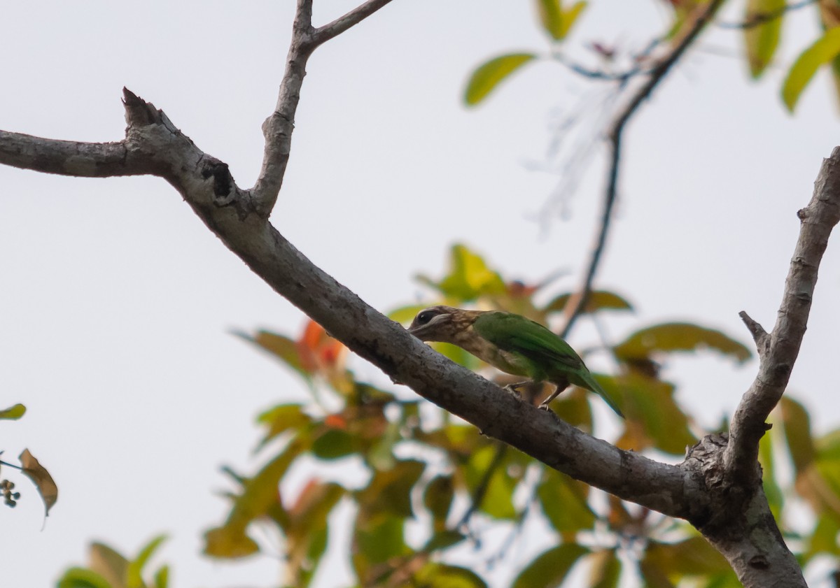 White-cheeked Barbet - ML616320265