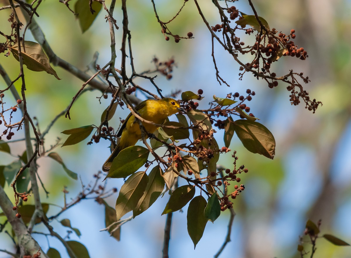 Yellow-browed Bulbul - ML616320270