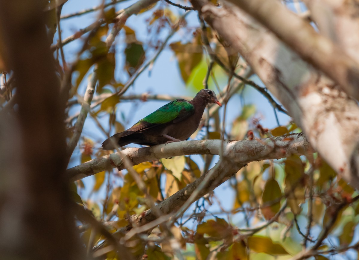 Asian Emerald Dove - ML616320274