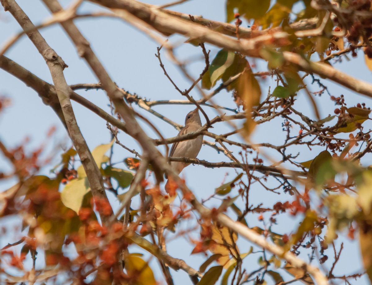 Pale-billed Flowerpecker - ML616320286