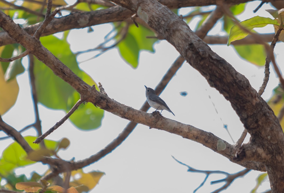 Asian Brown Flycatcher - ML616320290