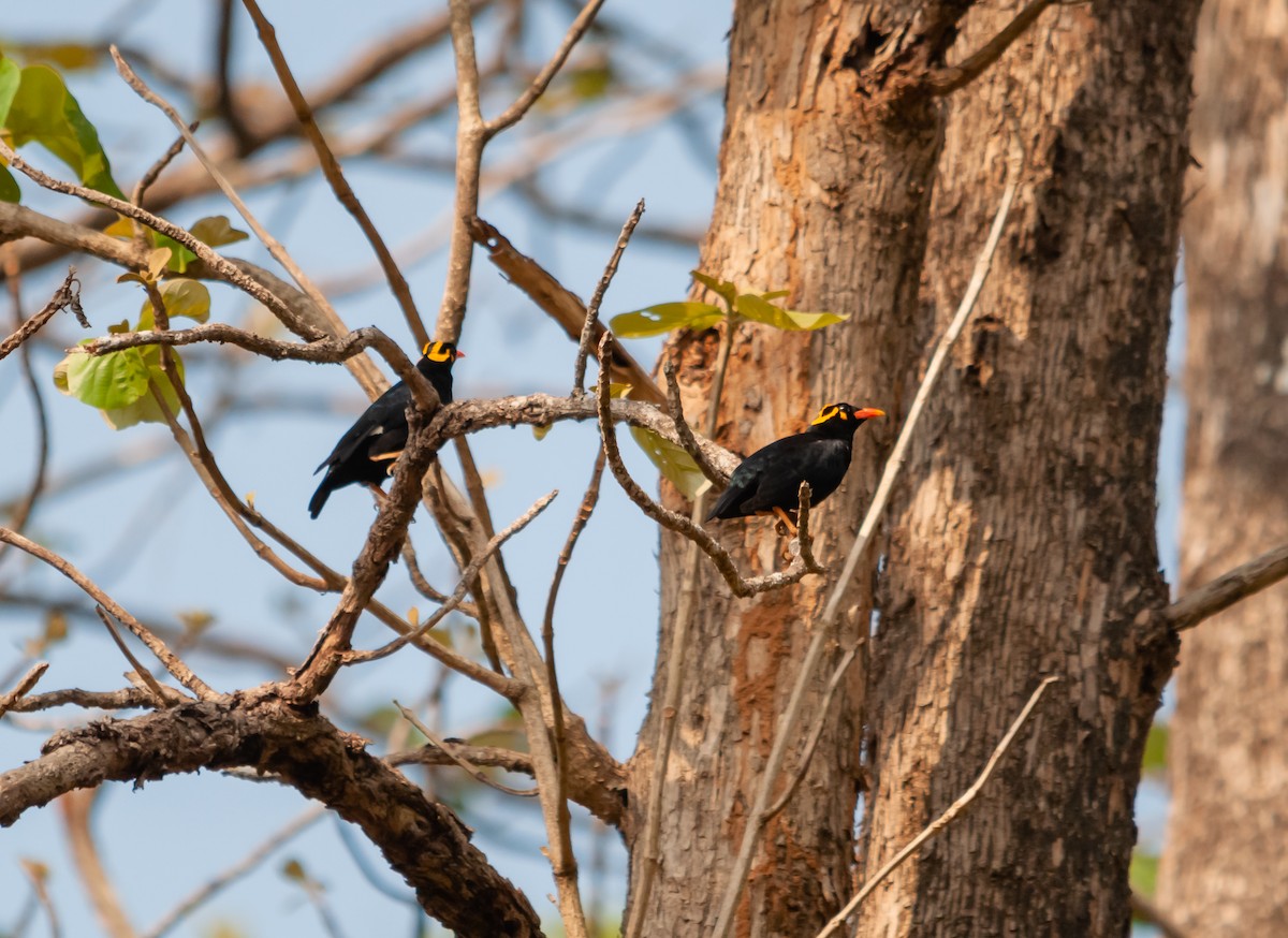 Southern Hill Myna - Arun Raghuraman