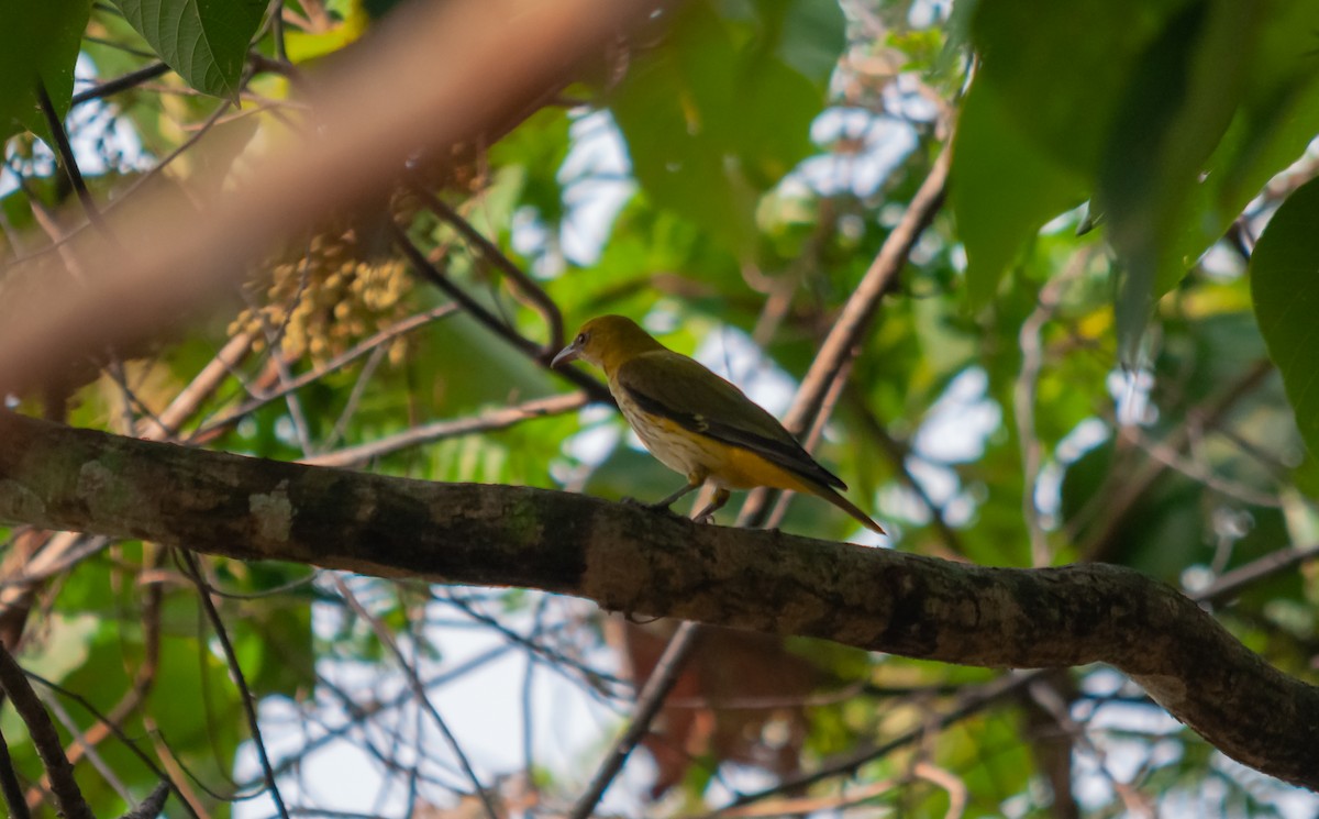 Indian Golden Oriole - ML616320300