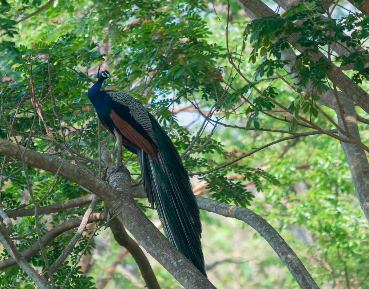 Indian Peafowl - ML616320307