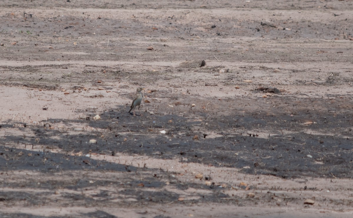 Paddyfield Pipit - ML616320309