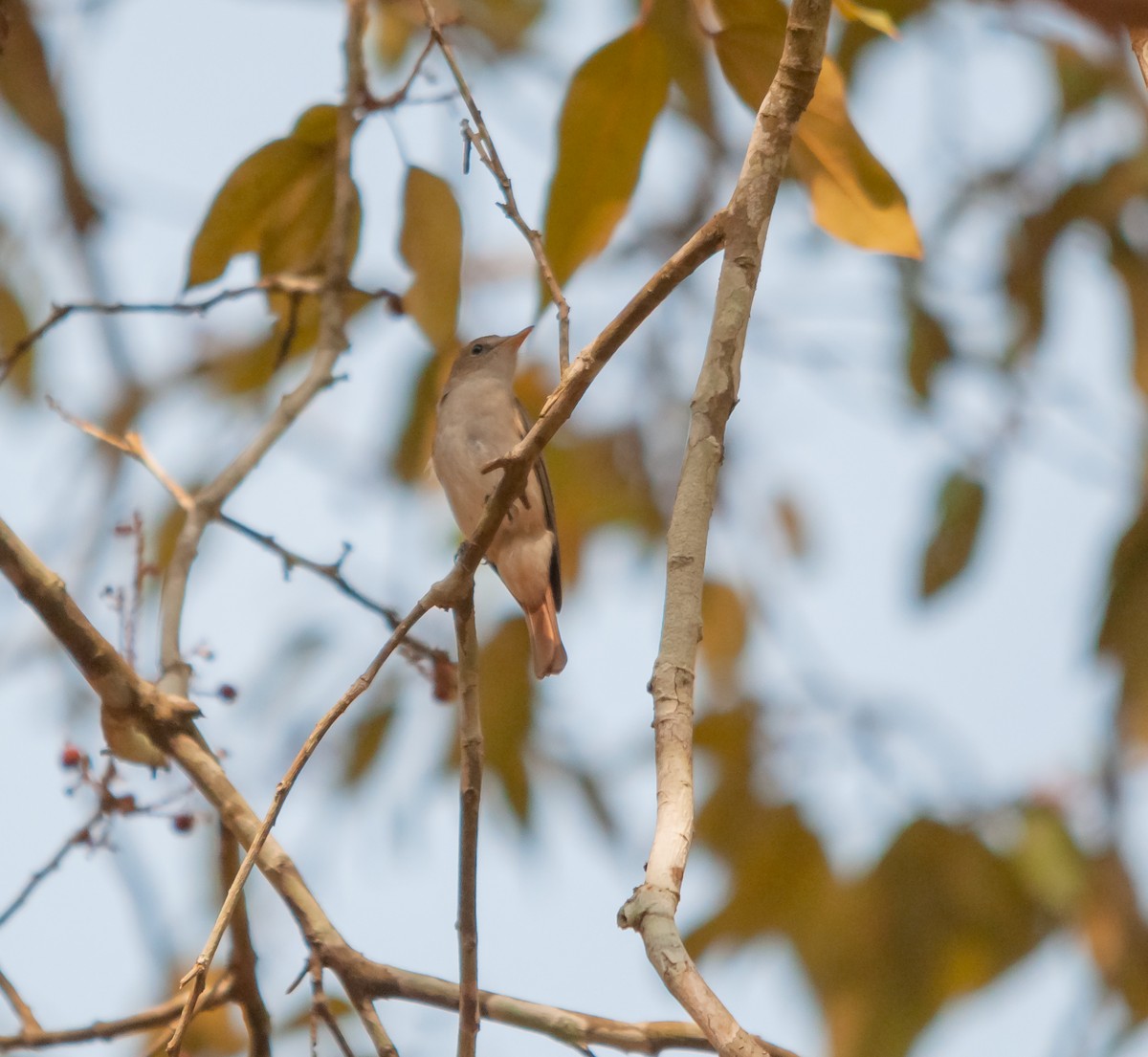 Rusty-tailed Flycatcher - ML616320311