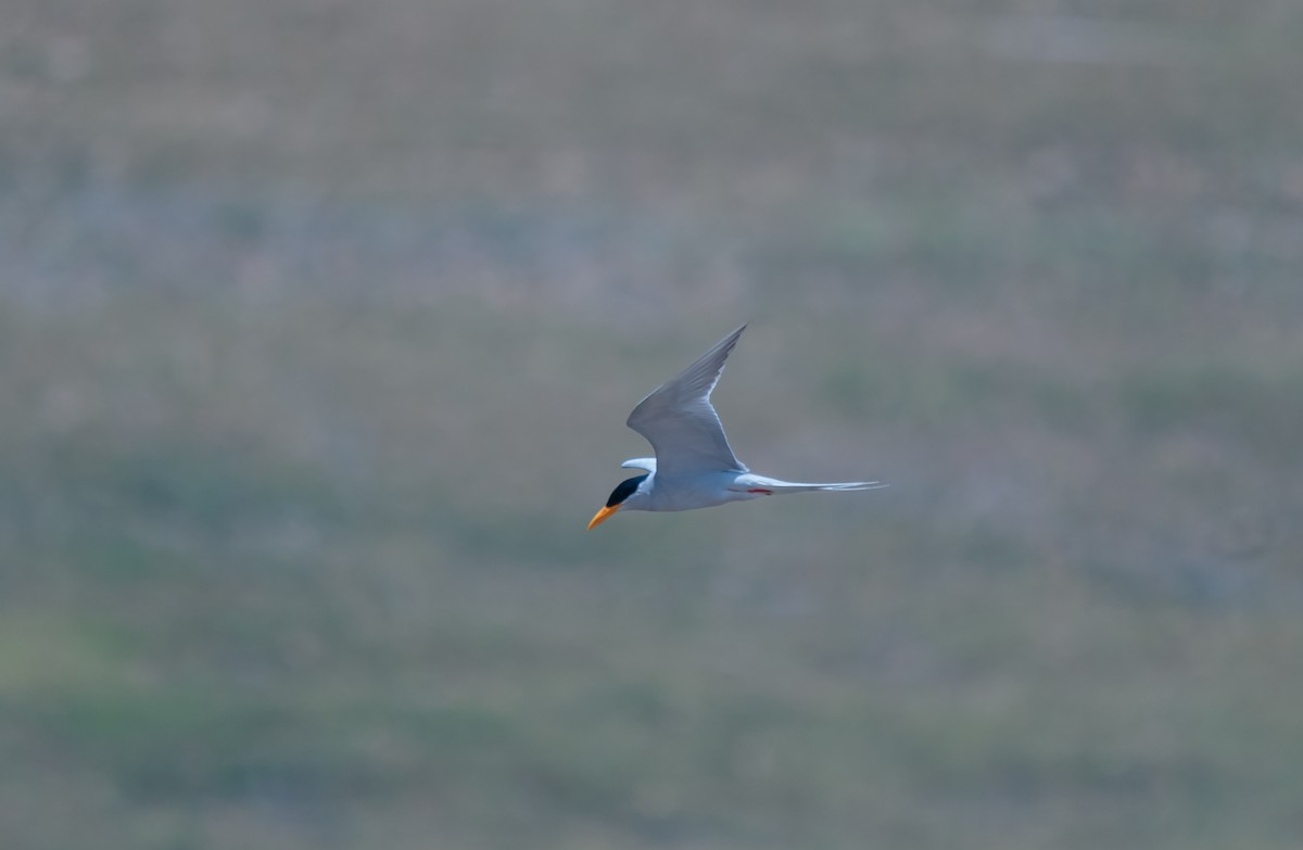 River Tern - ML616320313