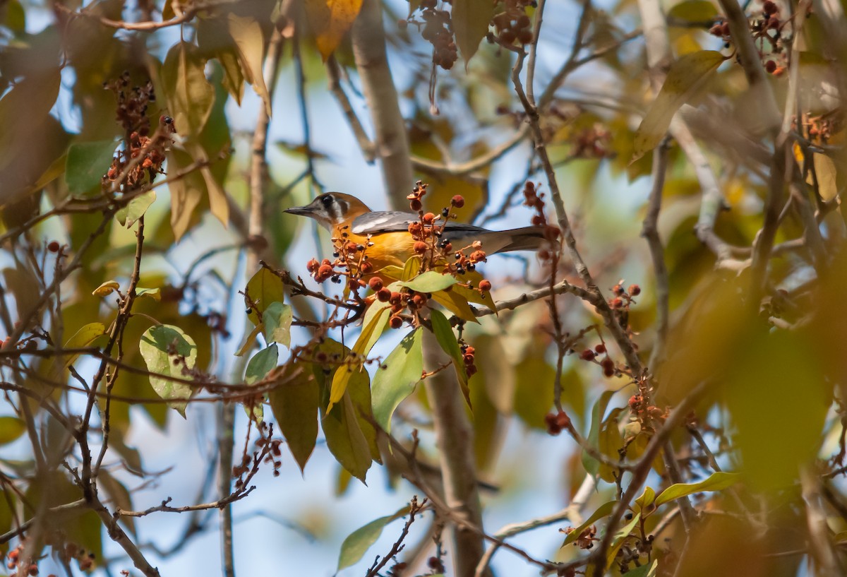 Orange-headed Thrush - ML616320314