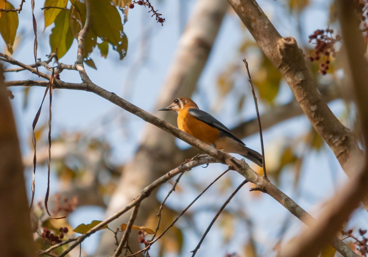 Orange-headed Thrush - ML616320315