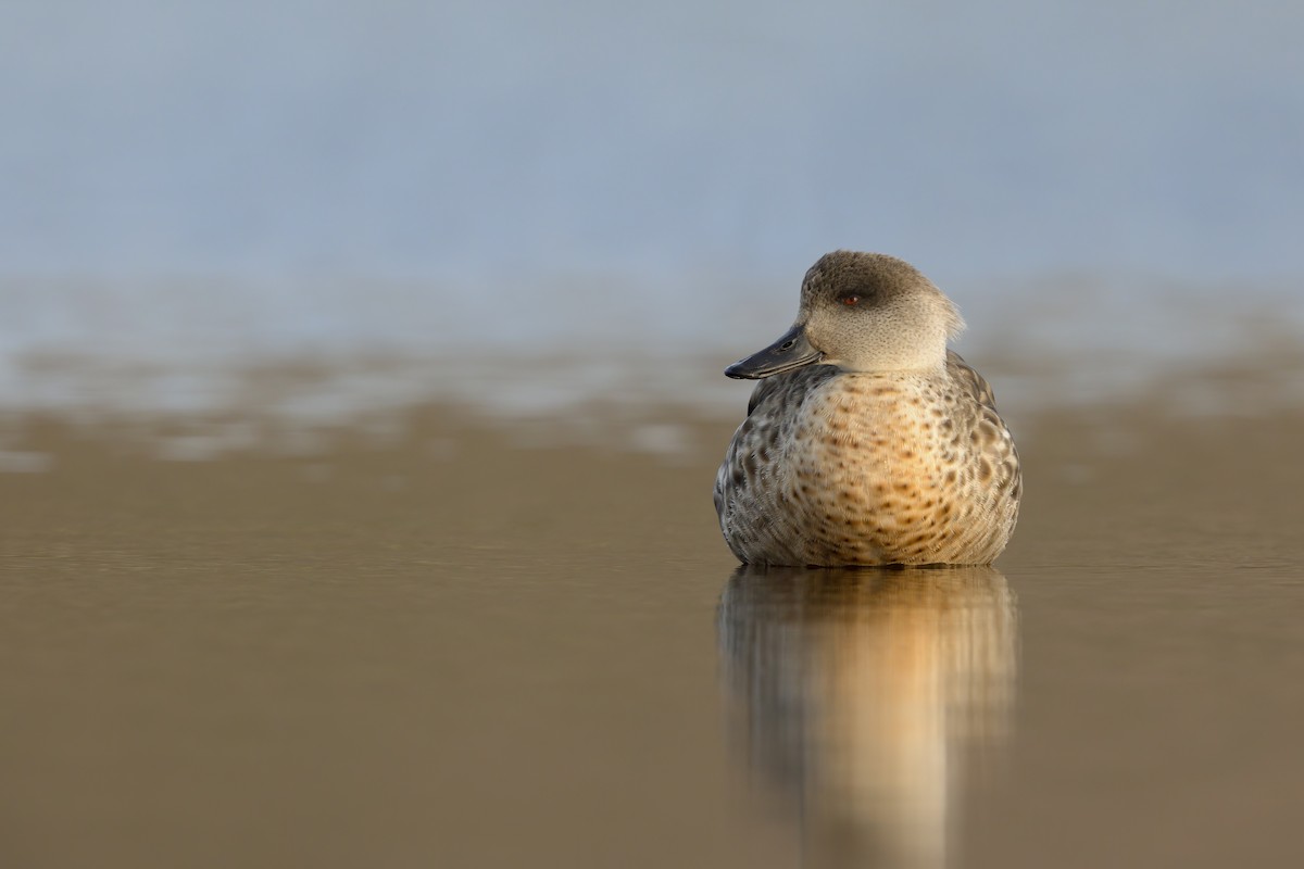 Crested Duck - ML616320325