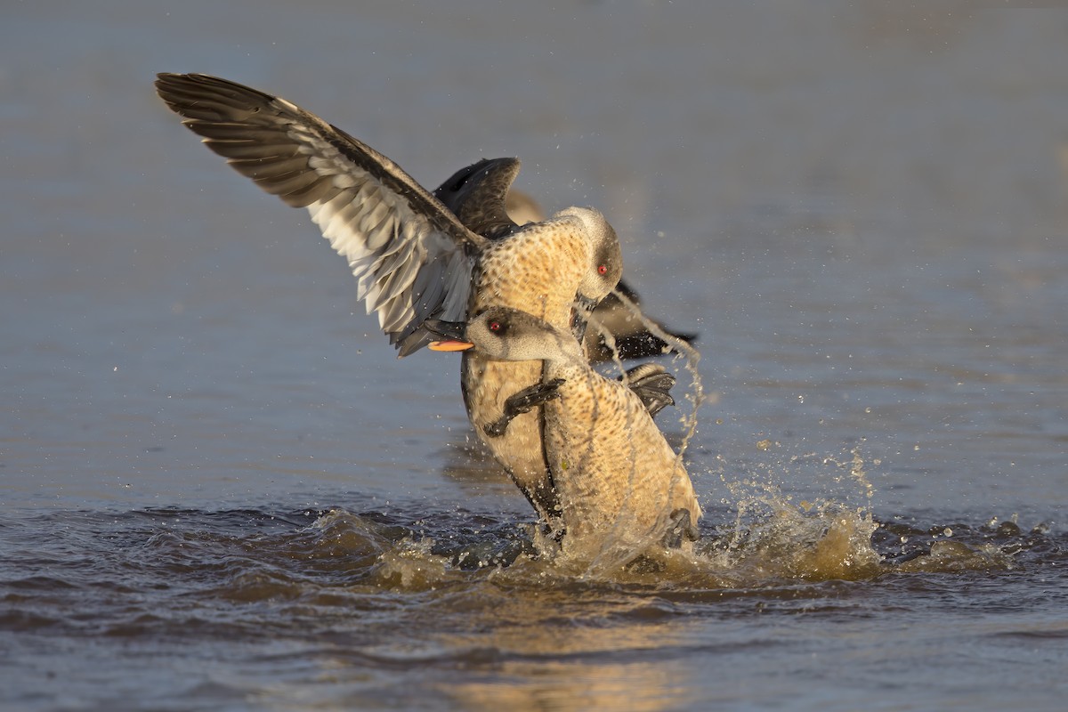 Crested Duck - ML616320332