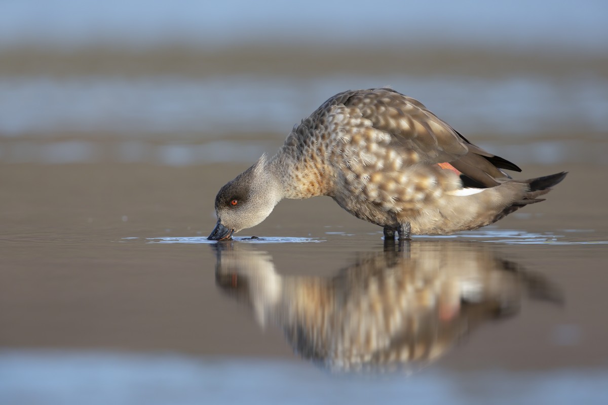 Crested Duck - ML616320334