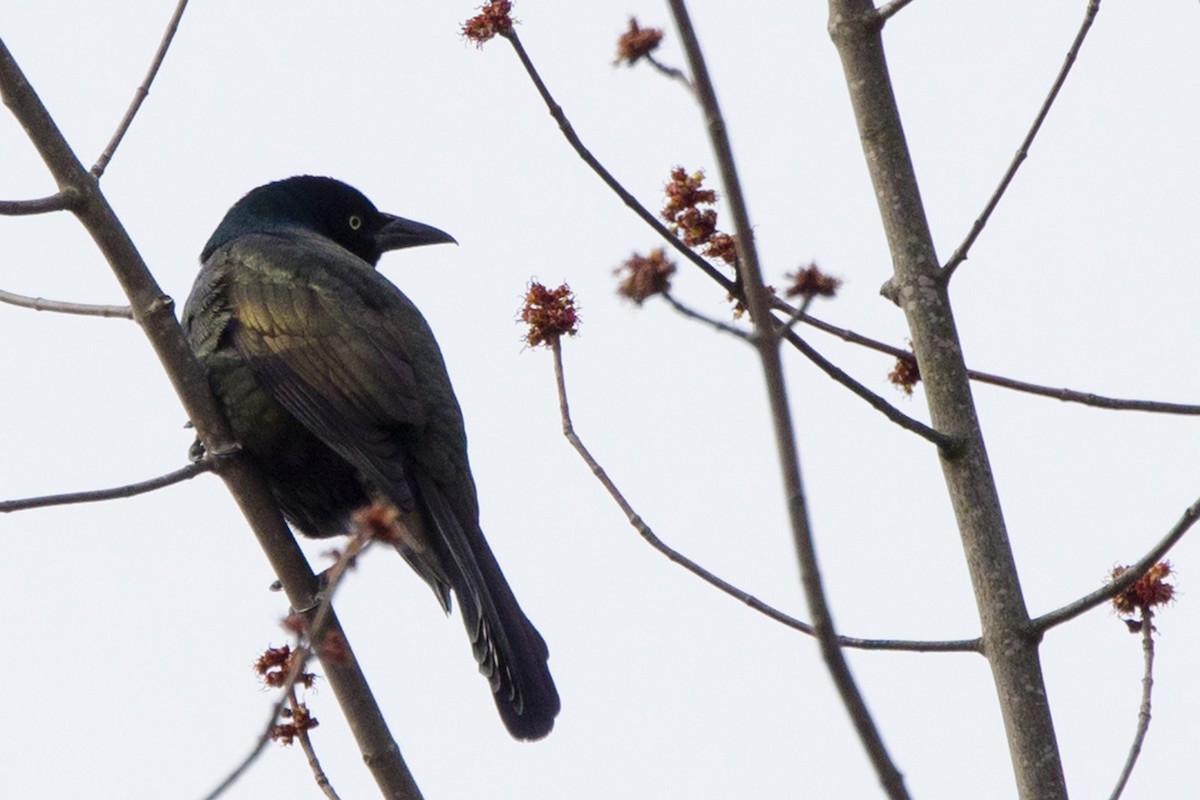 Common Grackle - Michael Bowen