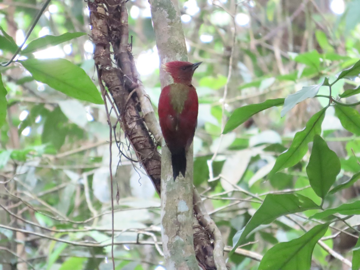 Banded Woodpecker - Anonymous