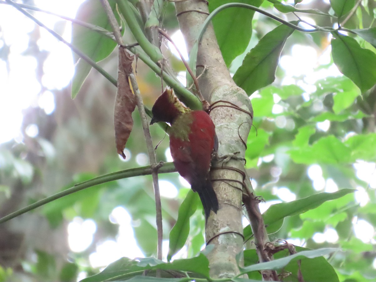 Banded Woodpecker - Anonymous