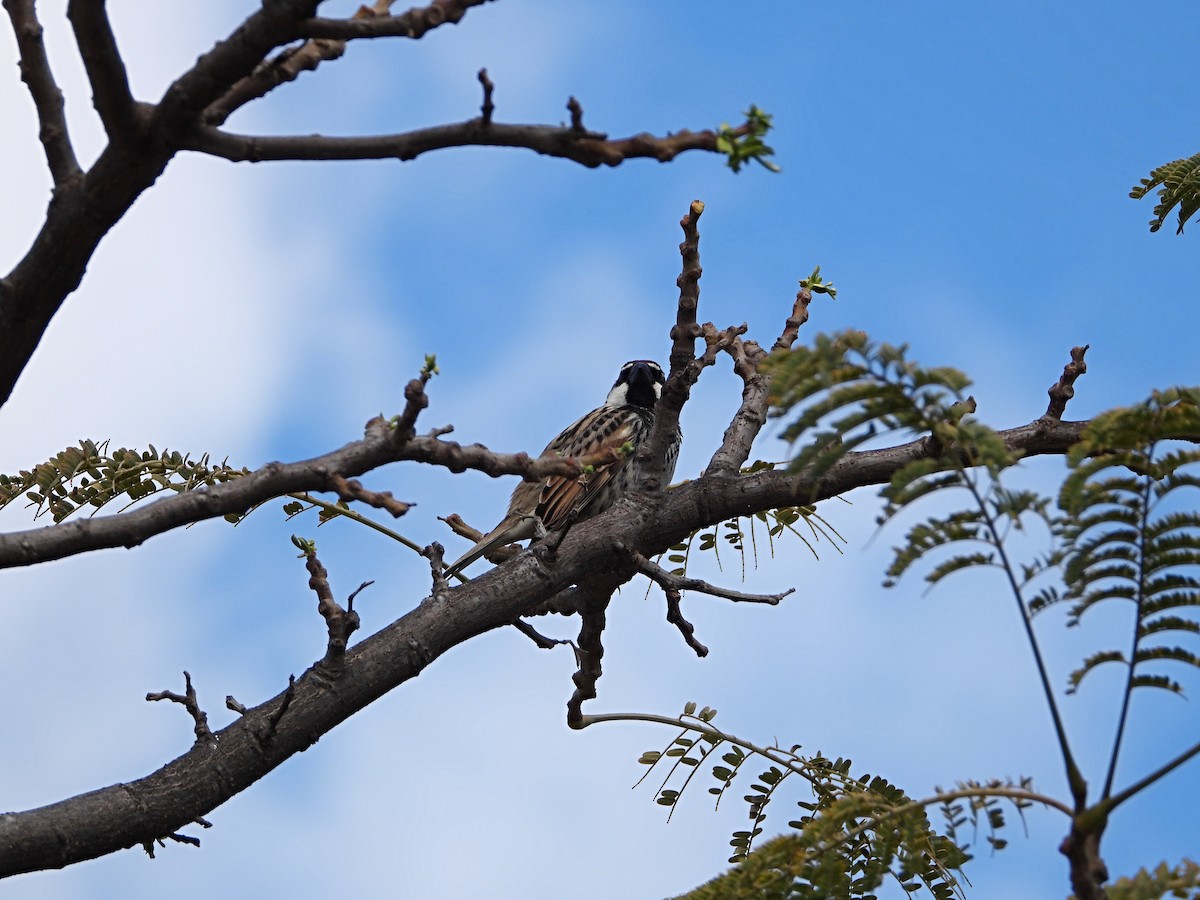 Spanish Sparrow - ML616320389