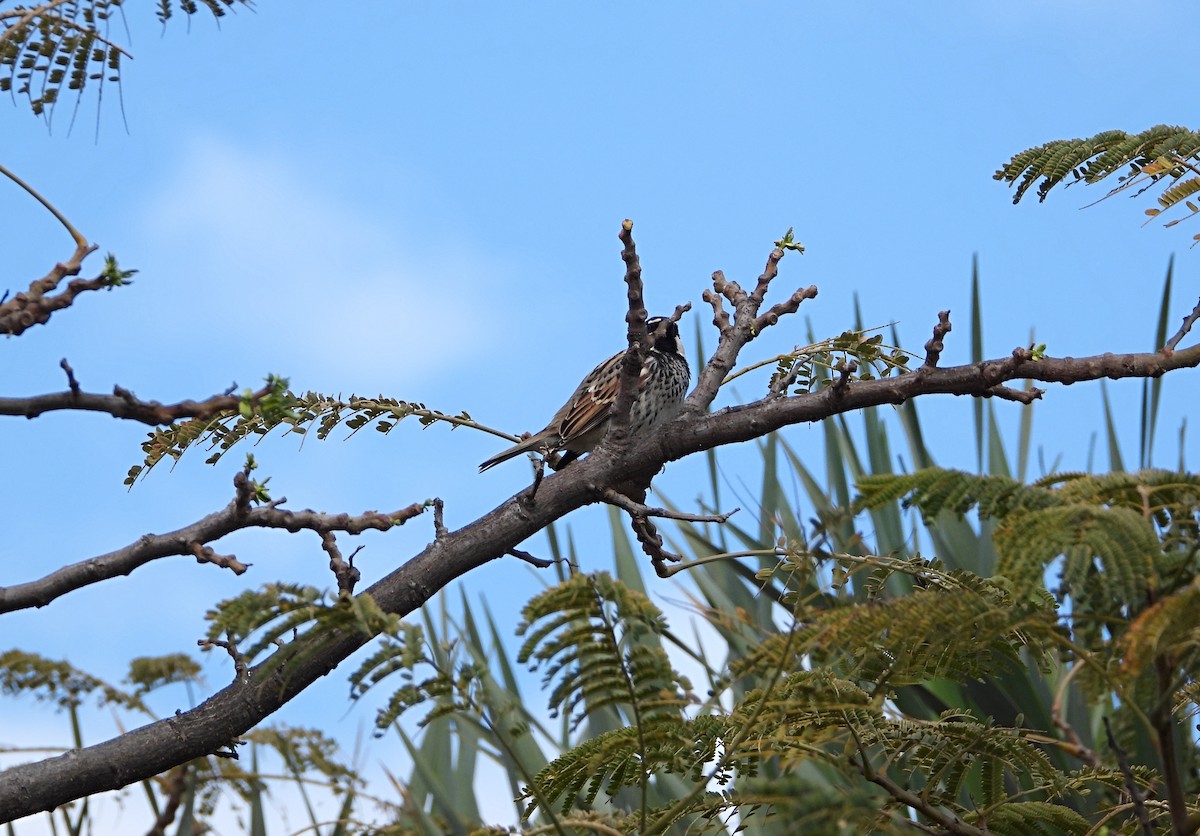 Spanish Sparrow - ML616320390