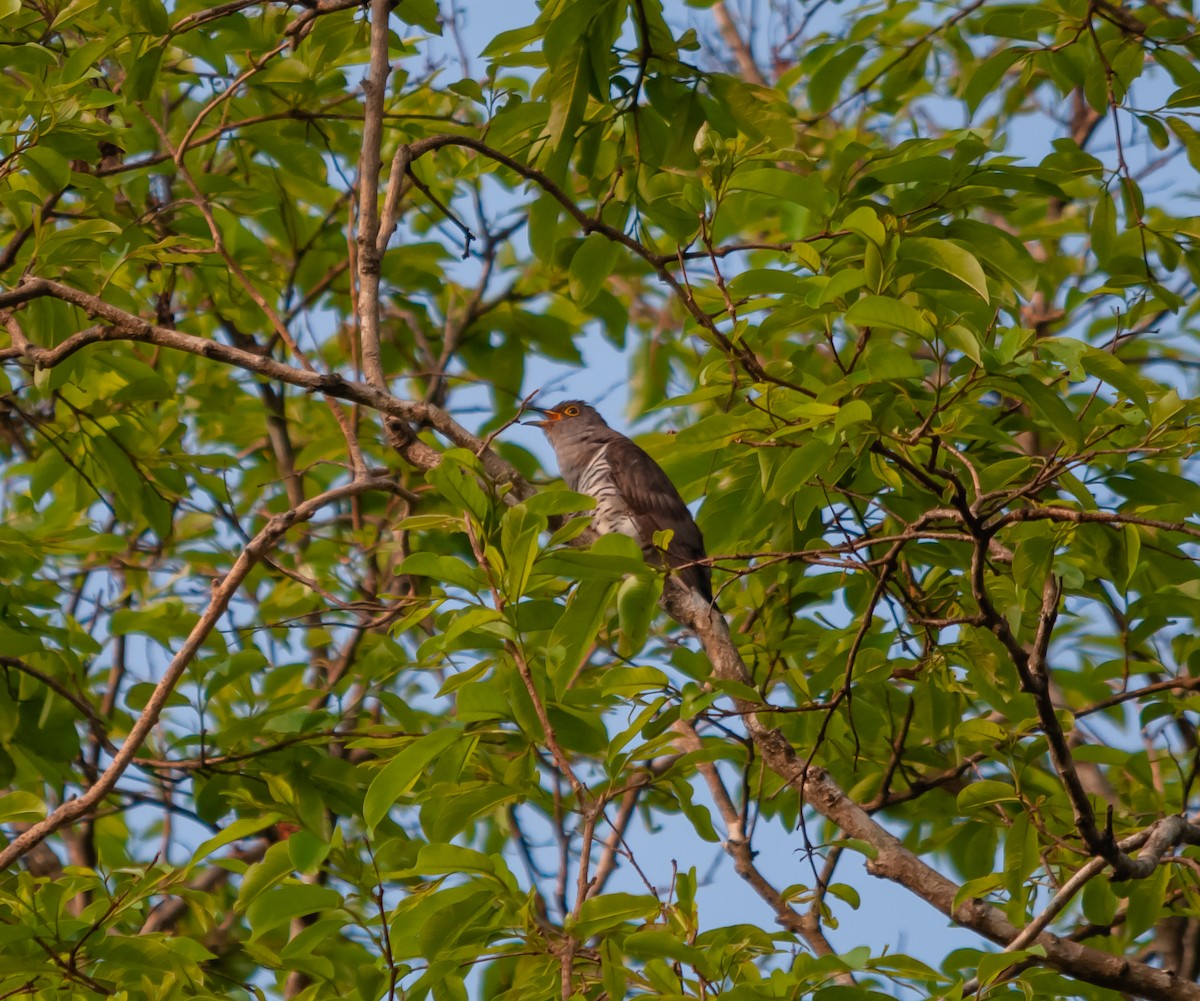 Indian Cuckoo - ML616320400