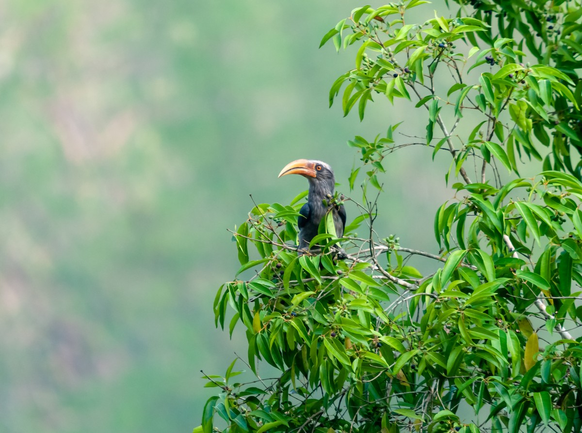 Malabar Gray Hornbill - ML616320401