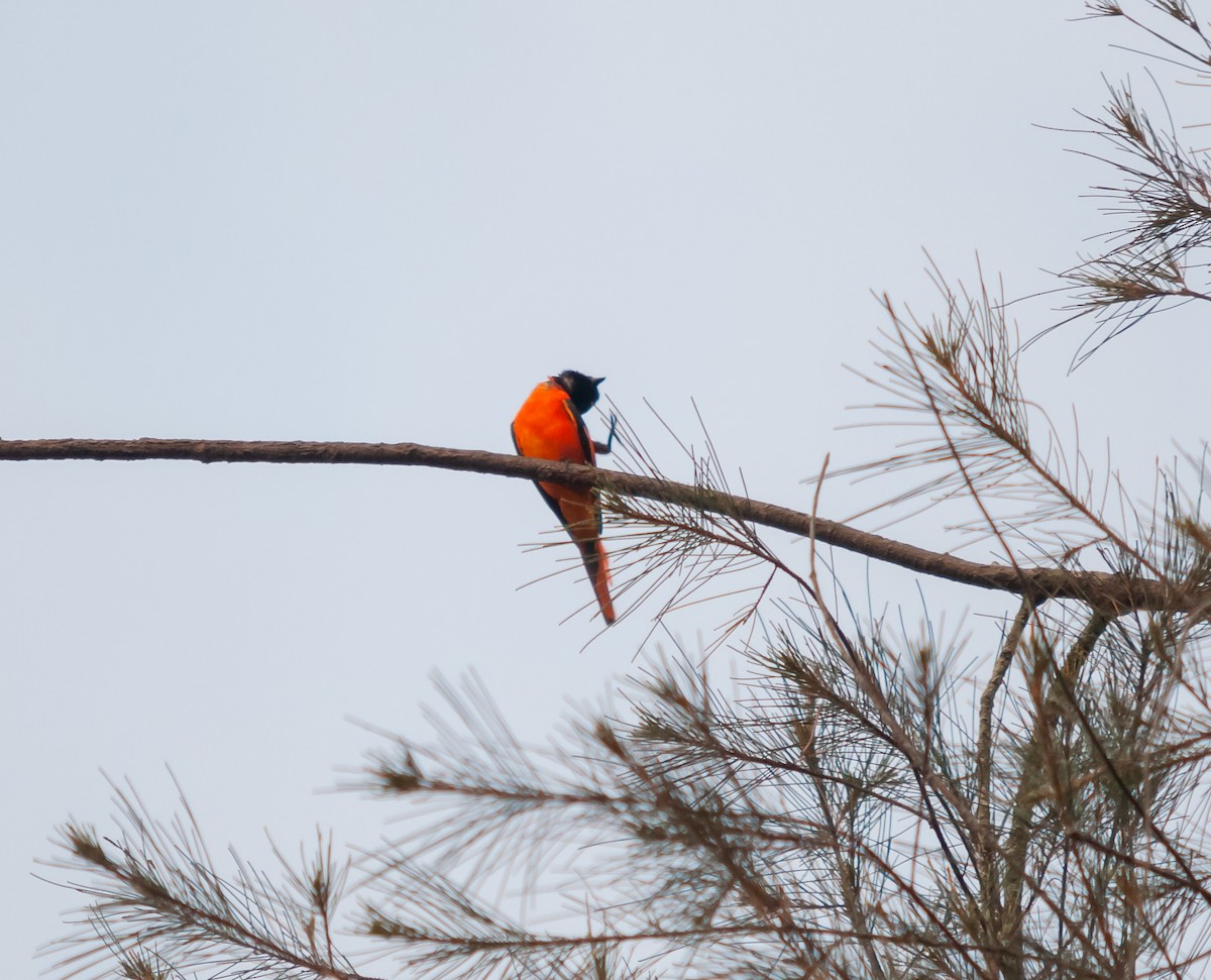 Orange Minivet - ML616320404