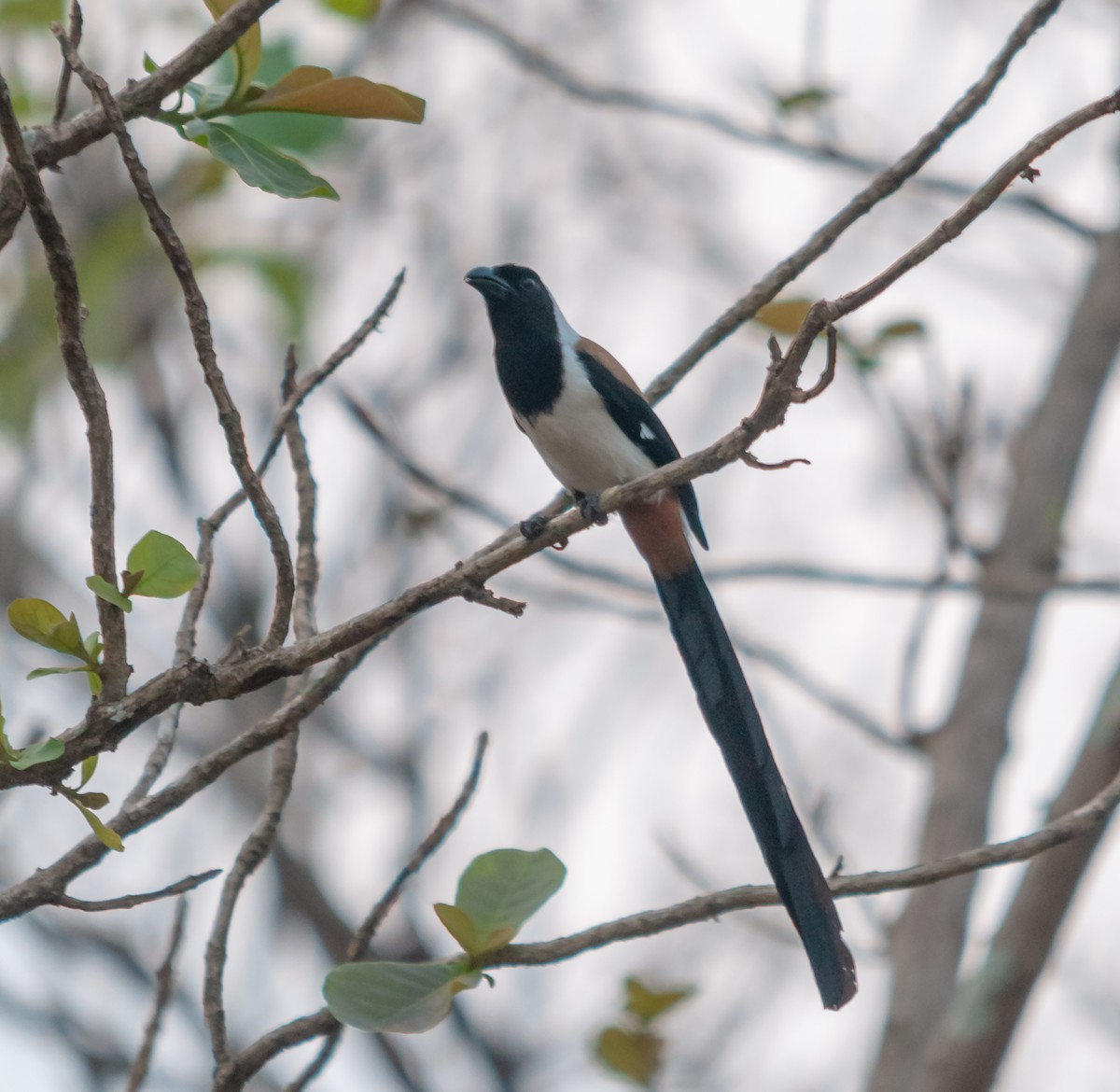 White-bellied Treepie - ML616320423