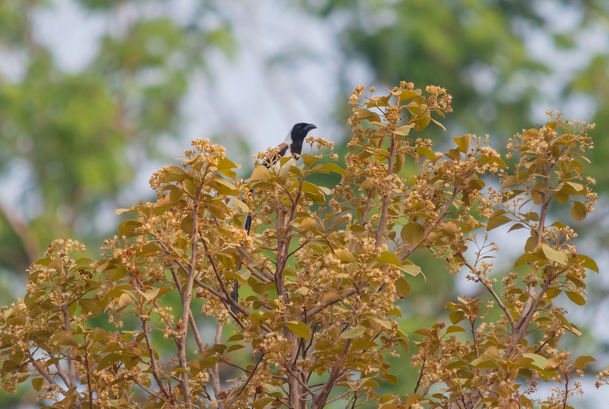 White-bellied Treepie - ML616320425