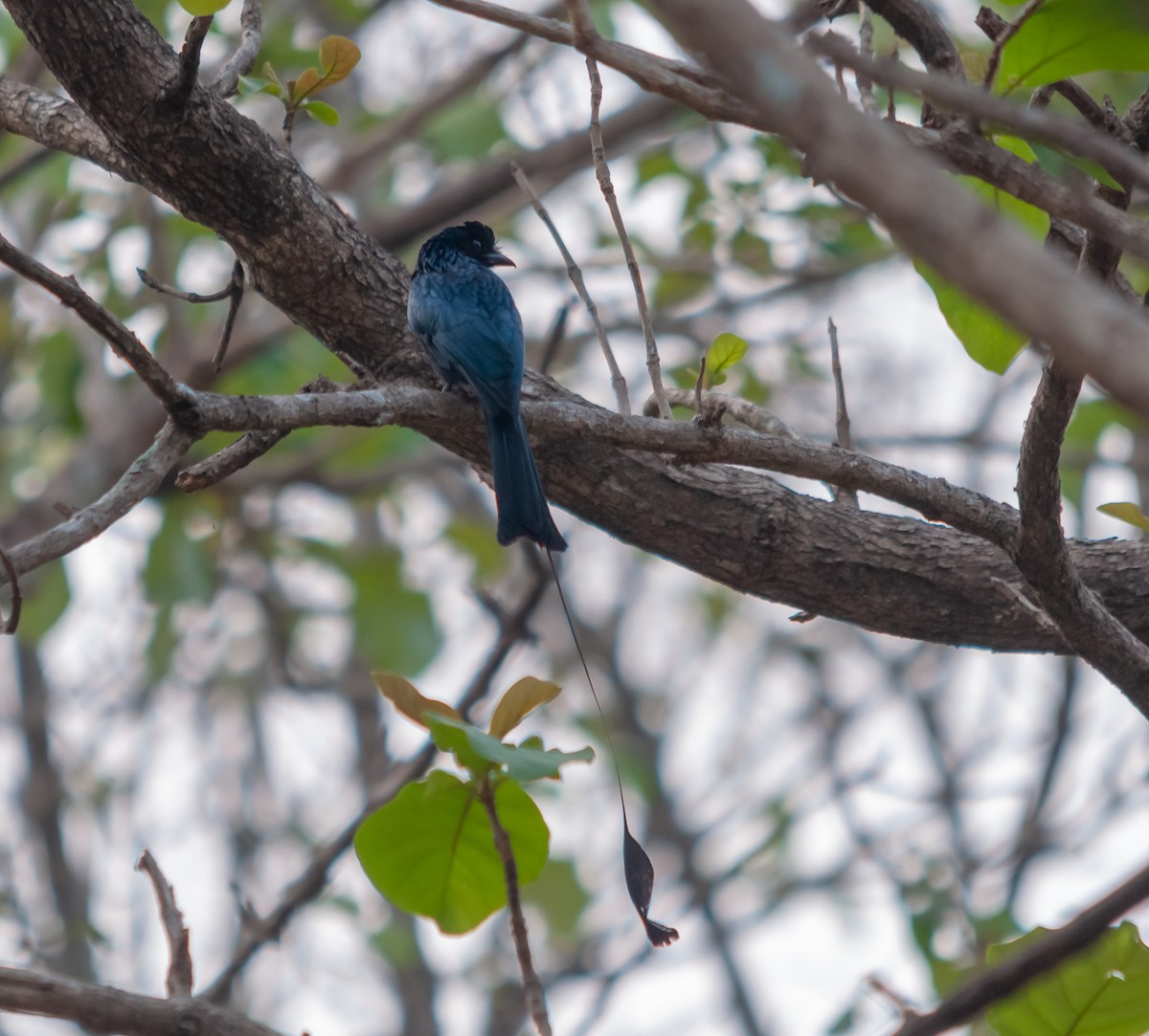 Greater Racket-tailed Drongo - ML616320427