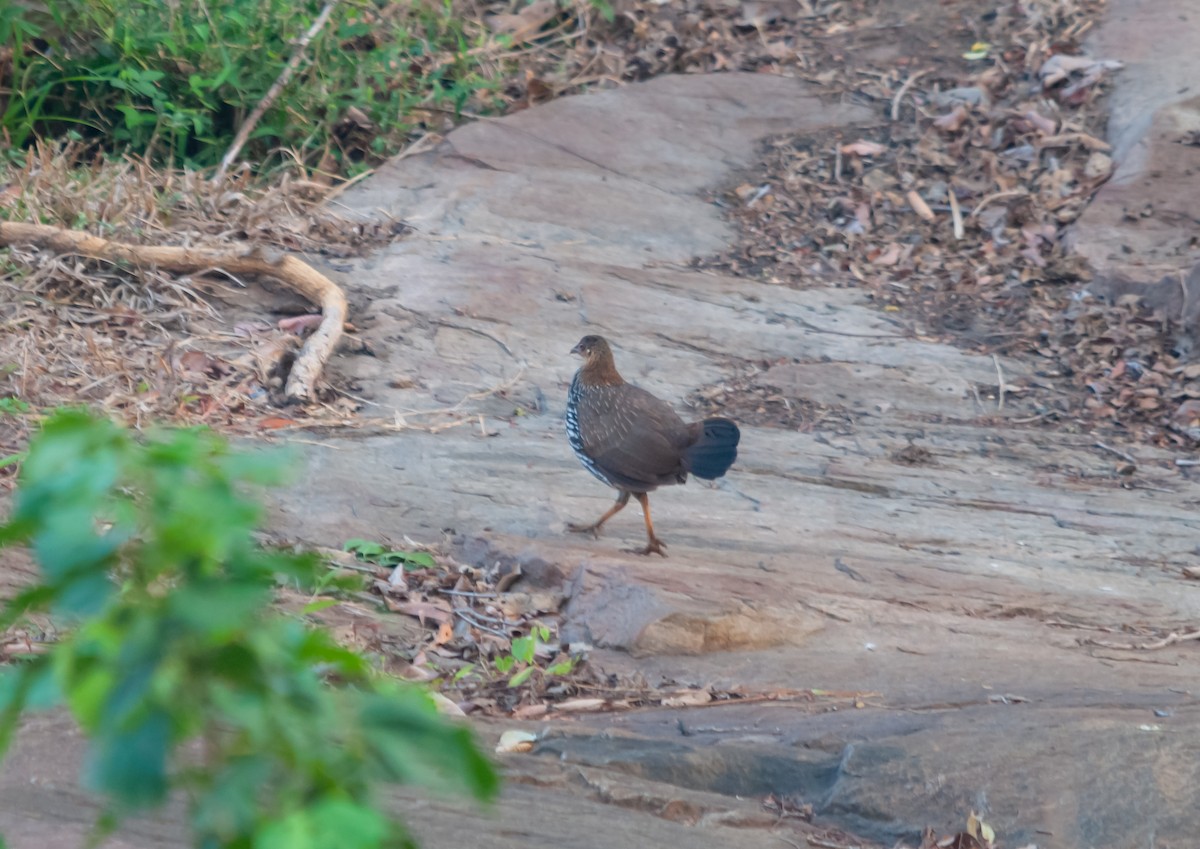 Gray Junglefowl - ML616320456