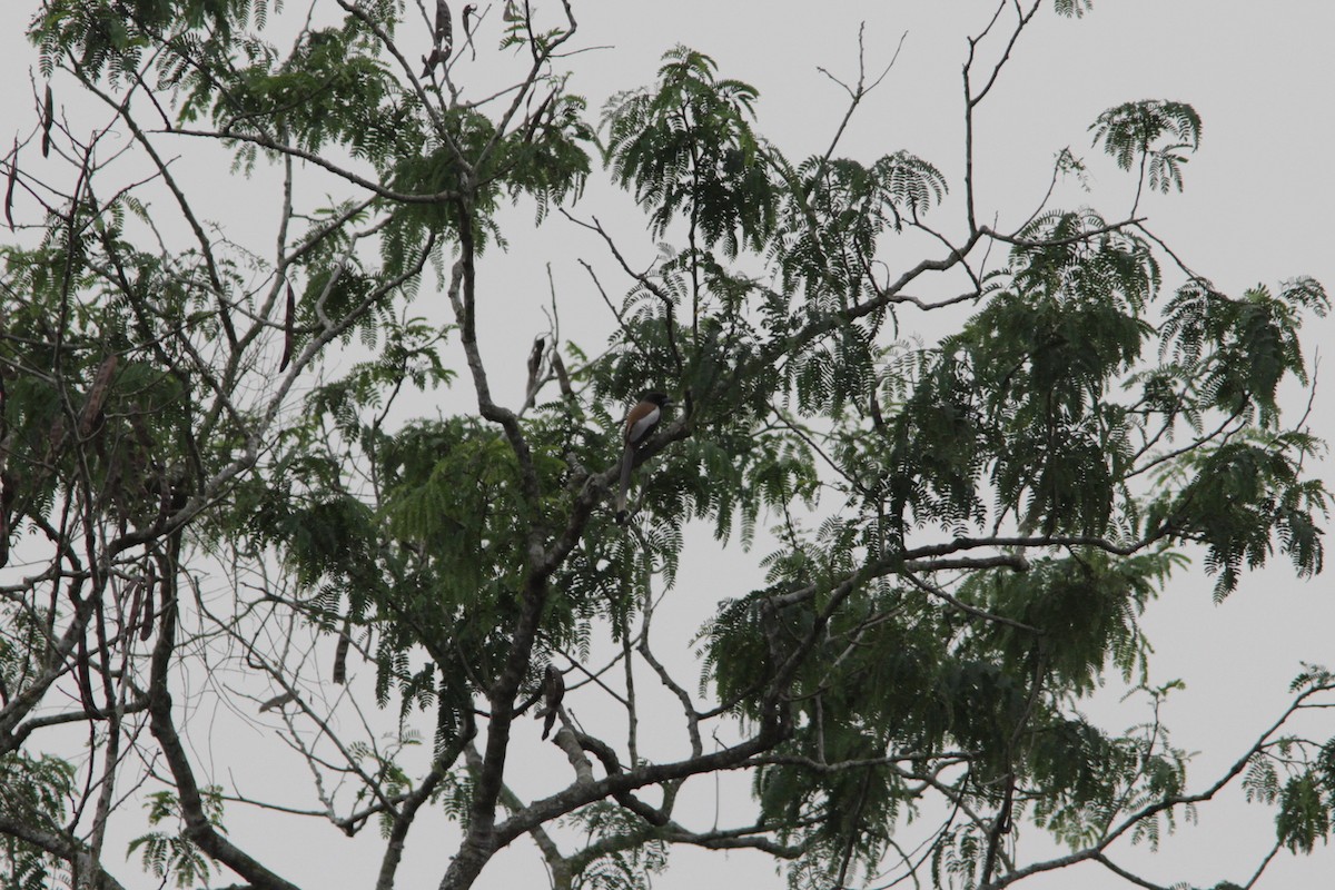 Rufous Treepie - ML616320479