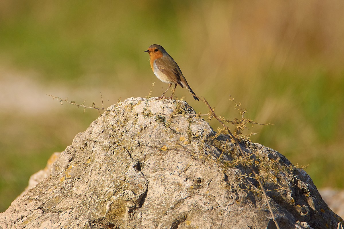 European Robin - ML616320496