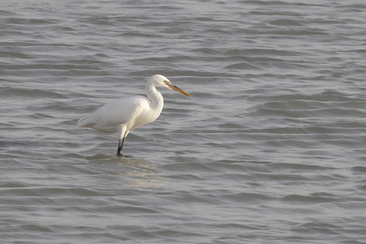 Western Reef-Heron - Delfin Gonzalez