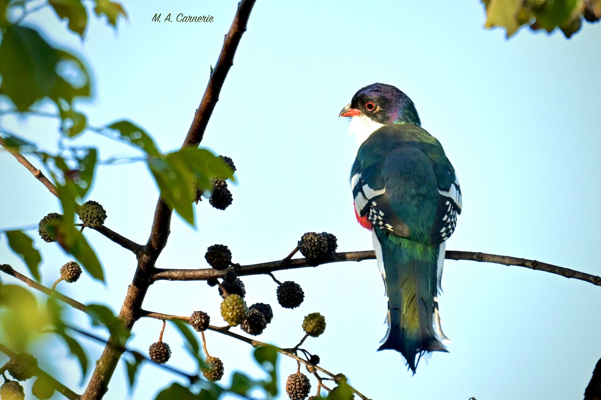 trogon kubánský - ML616320555