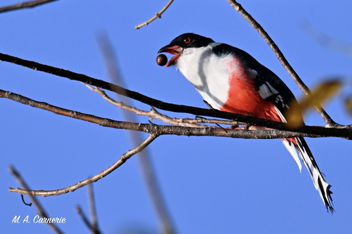 trogon kubánský - ML616320556