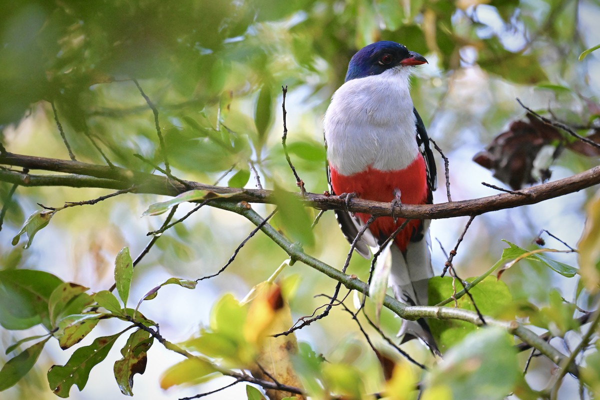 trogon kubánský - ML616320634